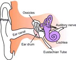http://www.ent.com.hk/images/diagnosis/ear/eustachian-tube.jpg