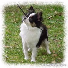   Chihuahua  
