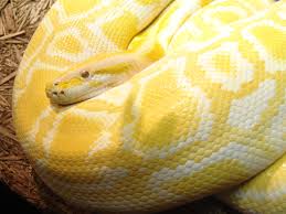 File:Burmese Python 02.jpg - via Daymix