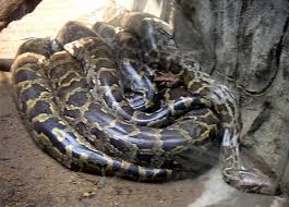 File:Python molurus.jpg - via Daymix
