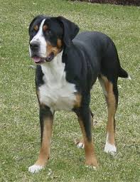 Greater Swiss Mountain Dog - via Daymix