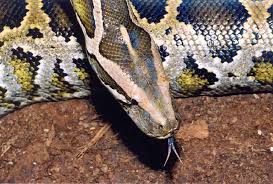 Python molurus molurus - via Daymix