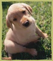 Cherryland Humane Society