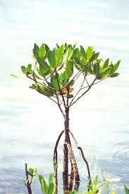 What kinds of mangroves are - via Daymix