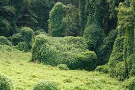 Houses Covered with Plants