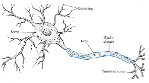 neuron