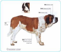 Saint  Bernard  