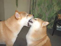 ディープキスには性的興奮を誘引