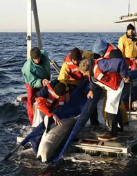 Monterey Bay Aquarium Releases - via Daymix