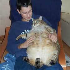 fat-cat.jpg - via Daymix