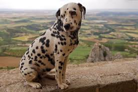   Dalmatian   Dog Photo