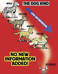 All dogs came from one kind