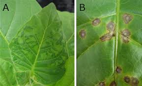 Tobacco Mosaic Virus: The - via Daymix