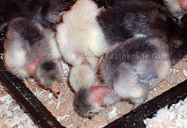 Madagascar Game chicks - via Daymix