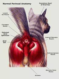   Anal   sac or  anal gland   image