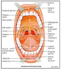 Early Digestion: Mouth