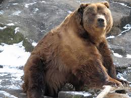 This Kodiak Bear Ursus arctos