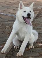   Akita Training  