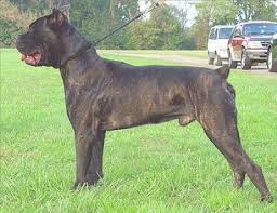 Cane  Corso   Italiano