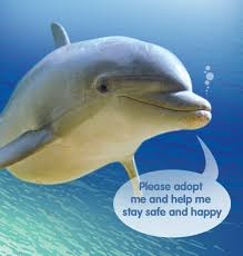 adopt a UK  dolphin   