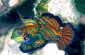 Mandarinfish © Ted DeFeo