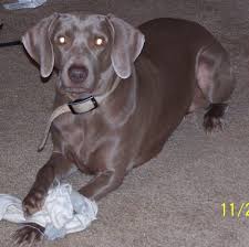 A house dog AND a Hunting dog