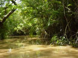 Amazon forest pretty resilient - via Daymix