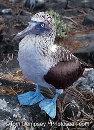 Left Male Blue Footed  Booby   