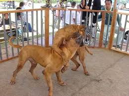   Pit Bull   Breeders
