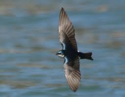Tree swallow Tachycineta