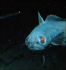 Alien life  deep   ocean species have    