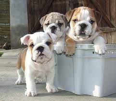English Bulldog Puppies - via Daymix