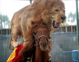 Made in England Lion Riding a