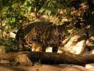 jaguár mexický - Panthera onca