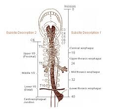   Esophagus  