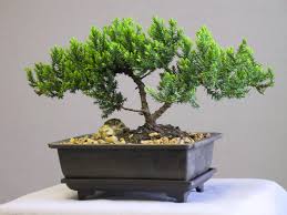 bonsai.jpg