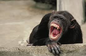 Chimpanzee Mousepad - via Daymix
