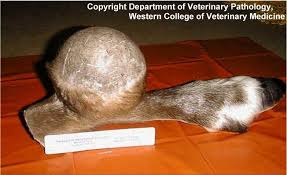 http://www.unbc.ca/nlui/wildlife_diseases_bc/brucellosis_caribou.jpg