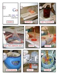 Googlise human  amniotic   stem cells    