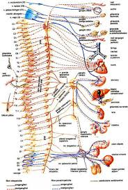 http://www.mednat.org/cure_natur/tecniche/sistema_nervoso_vegetativo.jpg