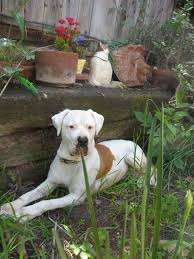 File:American bulldog - via Daymix