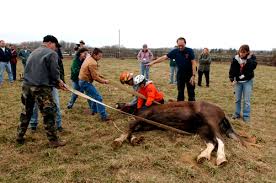 its first Large Animal Rescue
