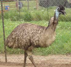 Emu, Emu wallpaper