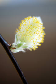 Flatbush Pussy Willow – Happy