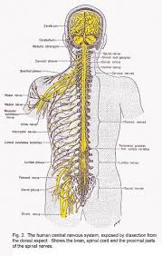 The  Central Nervous System  