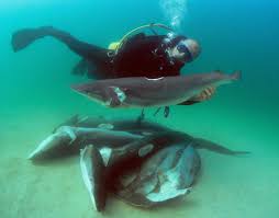 A reporter found dried shark - via Daymix