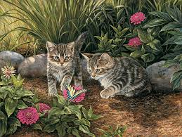Cats  Double Trouble   Cats    