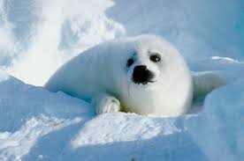 Help Save Animals