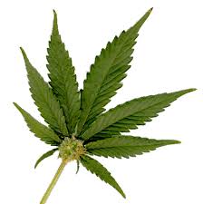 bill to legalize marijuana - via Daymix
