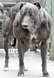 Real  dog   Description is false